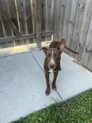 Found/Stray Female Dog last seen Shary Rd & E Mile 4 Rd, Mission, TX 78573