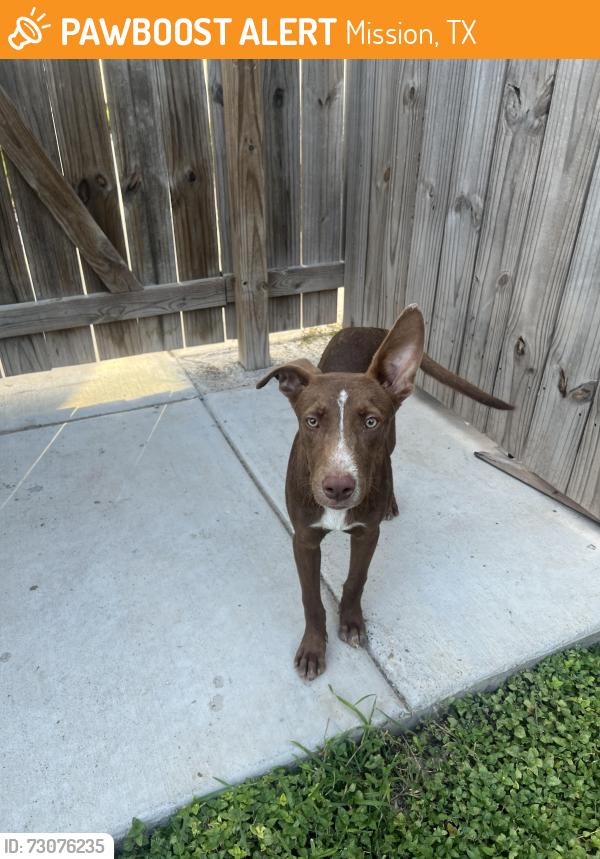 Found/Stray Female Dog last seen Shary Rd & E Mile 4 Rd, Mission, TX 78573