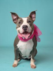Shelter Stray Female Dog last seen Near sw broad st, Fairburn, GA, 1251 Fulton Industrial Blvd NW, Atlanta, GA 30336, USA