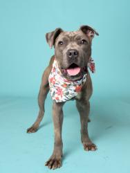 Shelter Stray Male Dog last seen Near Hortense PL Nw, Atlanta, GA, 1251 Fulton Industrial Blvd NW, Atlanta, GA 30336, USA