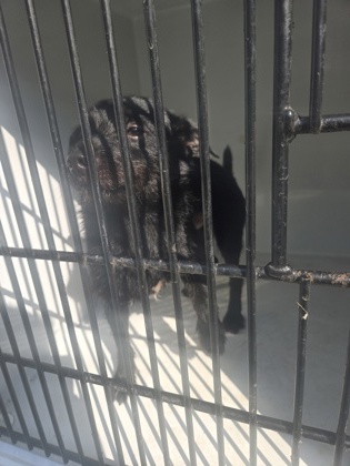 Shelter Stray Male Dog last seen Near reel lake dr sw, South Fulton, GA, 1251 Fulton Industrial Blvd NW, Atlanta, GA 30336, USA