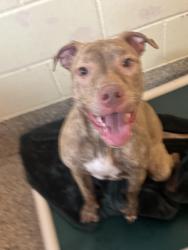 Found/Stray Female Dog last seen Near N Q Street, Pensacola, FL 32505