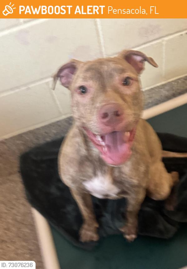 Found/Stray Female Dog last seen Near N Q Street, Pensacola, FL 32505