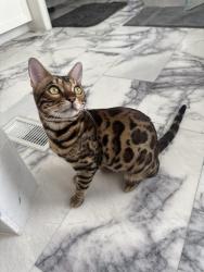 Lost Male Cat last seen Near Avenida Pizarro, San Clemente, CA 92672
