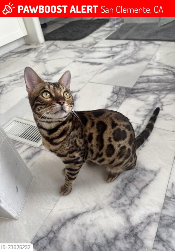 Lost Male Cat last seen Near Avenida Pizarro, San Clemente, CA 92672