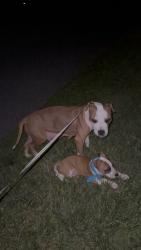 Found/Stray Female Dog last seen Norbeck Rd, Rockville, MD 20851
