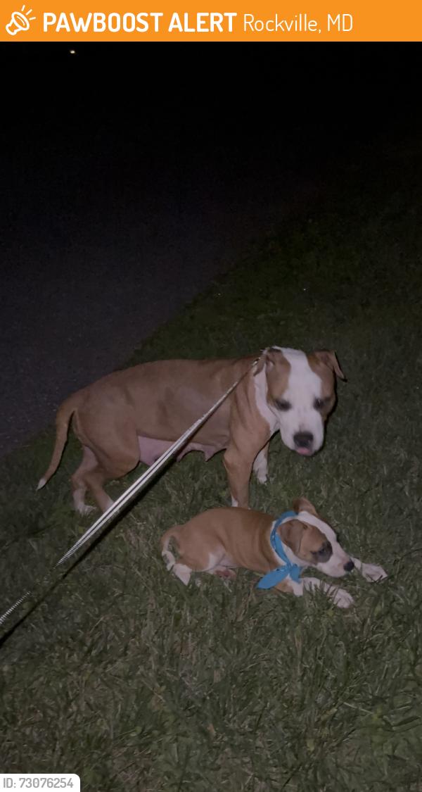 Found/Stray Female Dog last seen Norbeck Rd, Rockville, MD 20851