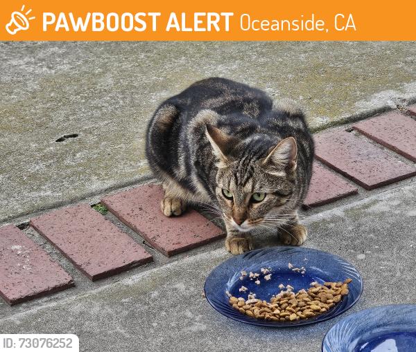 Found/Stray Female Cat last seen Stanford Drive, Oceanside CA, Oceanside, CA 92056