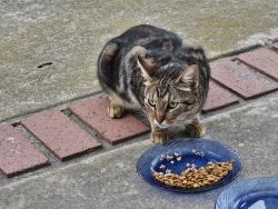 Found/Stray Female Cat last seen Stanford Drive, Oceanside CA, Oceanside, CA 92056