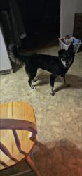 Lost Female Dog last seen Near and Apple Grove rd, Louisa County, VA 23117