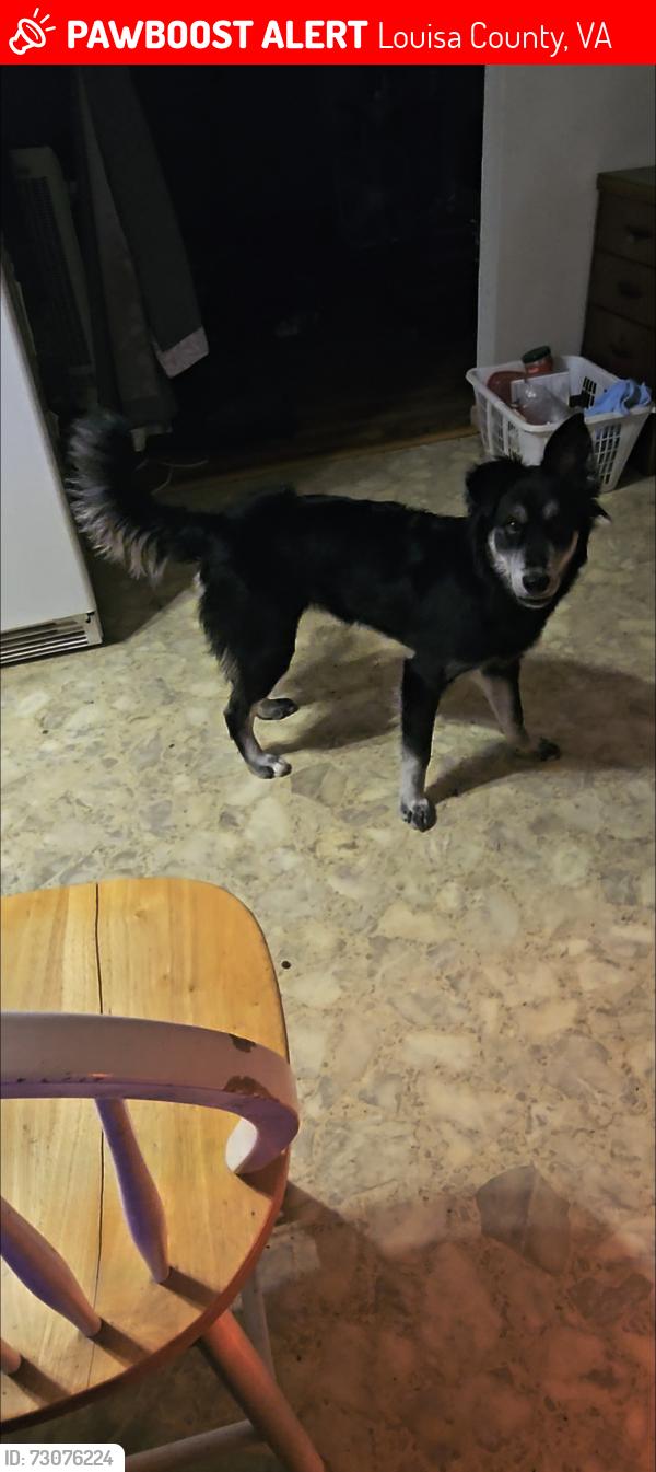 Lost Female Dog last seen Near and Apple Grove rd, Louisa County, VA 23117