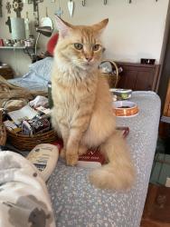 Lost Male Cat last seen Marvin Street, Waxahachie, TX 75165