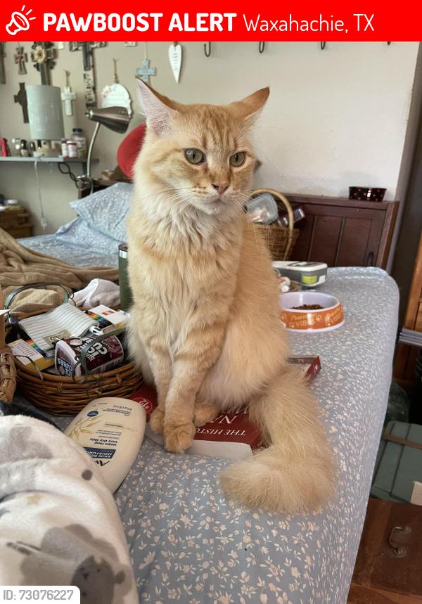 Lost Male Cat last seen Marvin Street, Waxahachie, TX 75165