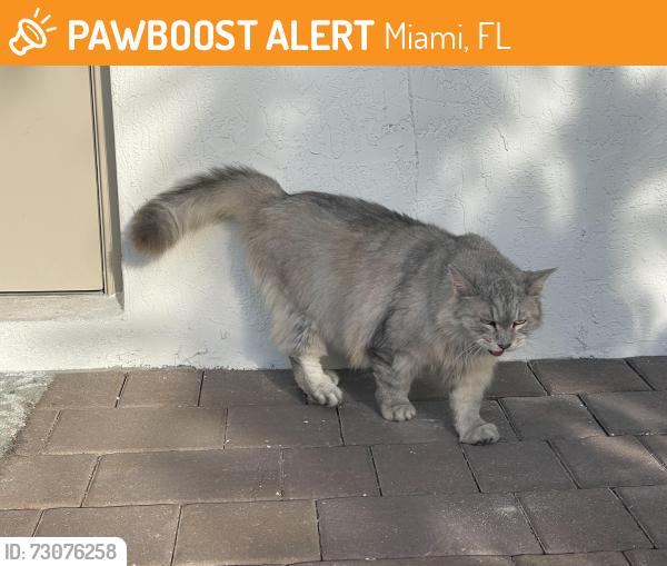 Found/Stray Unknown Cat last seen At my doorstep - 130th. Ave, Miami, FL 33170