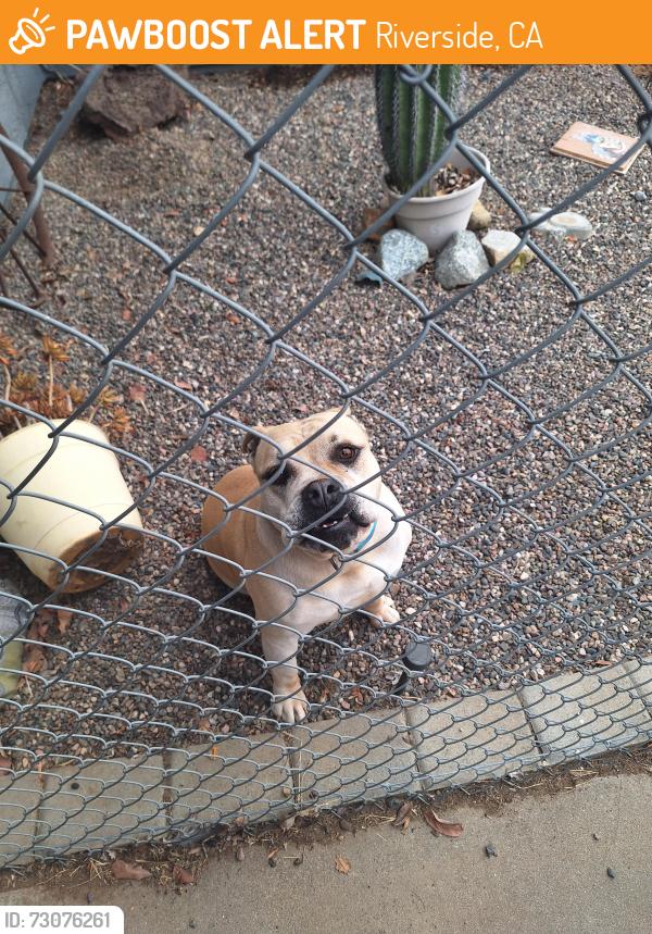 Found/Stray Male Dog last seen Downey and limonite st, Riverside, CA 92509