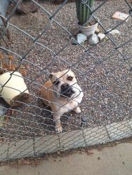 Found/Stray Male Dog last seen Downey and limonite st, Riverside, CA 92509