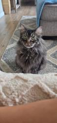 Lost Male Cat last seen He was last seen on our camera inside running out the door at 11pm, Dayton, OH 45420