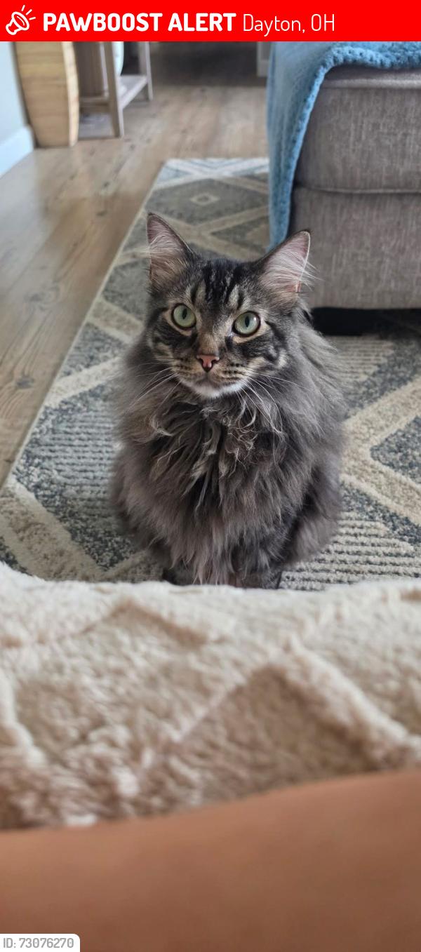 Lost Male Cat last seen He was last seen on our camera inside running out the door at 11pm, Dayton, OH 45420