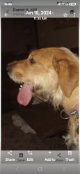 Reunited Female Dog last seen Milwaukee and 6th., Menasha, WI 54952
