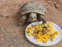 Lost Male Reptile last seen Seven Bar North & Westside Blvd, Albuquerque, NM 87114