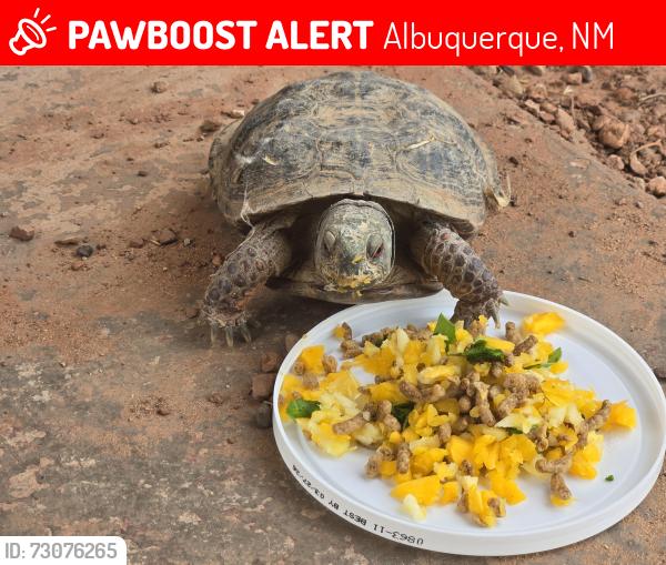 Lost Male Reptile last seen Seven Bar North & Westside Blvd, Albuquerque, NM 87114