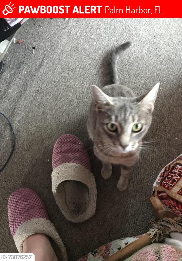 Lost Female Cat last seen Tarpon Lakeview Mobile Home Park, Palm Harbor, FL 34684