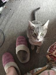 Lost Female Cat last seen Tarpon Lakeview Mobile Home Park, Palm Harbor, FL 34684
