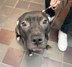 Shelter Stray Female Dog last seen Outside of ACC, NEW YORK, NY, 10029, 326 E 110th St, New York, NY 10029, USA