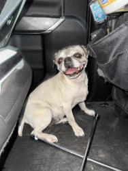 Found/Stray Female Dog last seen Nayarit & Summer Wave Ave, El Paso County, TX 79928