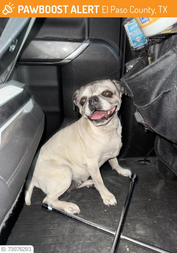 Found/Stray Female Dog last seen Nayarit & Summer Wave Ave, El Paso County, TX 79928