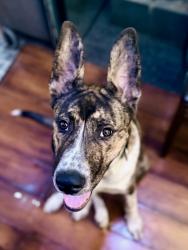 Reunited Male Dog last seen Crismon and university, Mesa, AZ 85207