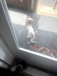 Found/Stray Female Dog last seen Near wheeler, Philadelphia, PA 19142