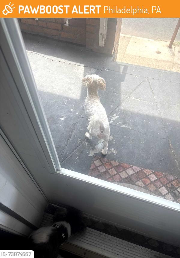 Found/Stray Female Dog last seen Near wheeler, Philadelphia, PA 19142