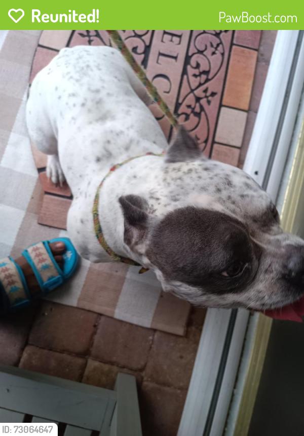 Reunited Female Dog last seen Tulip blvd, Port St. Lucie, FL 34953