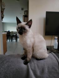 Lost Female Cat last seen Murrieta rd, Perris, CA 92571