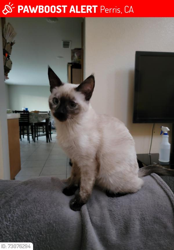 Lost Female Cat last seen Murrieta rd, Perris, CA 92571
