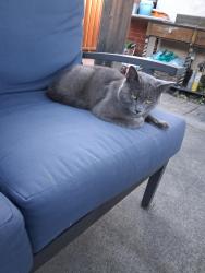 Found/Stray Male Cat last seen Cedar, Newark, CA 94560