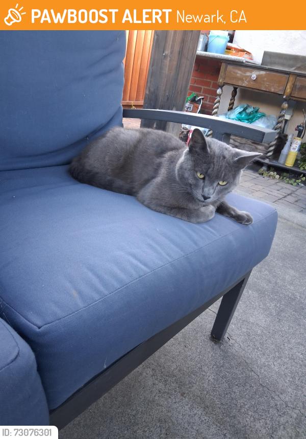 Found/Stray Male Cat last seen Cedar, Newark, CA 94560
