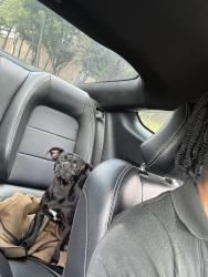 Found/Stray Male Dog last seen Indigo st, Houston, TX 77027