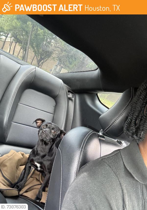 Found/Stray Male Dog last seen Indigo st, Houston, TX 77027