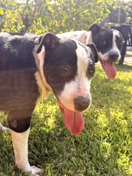 Found/Stray Female Dog last seen N Federal Highway and NE 2nd St, Hallandale Beach, FL 33009