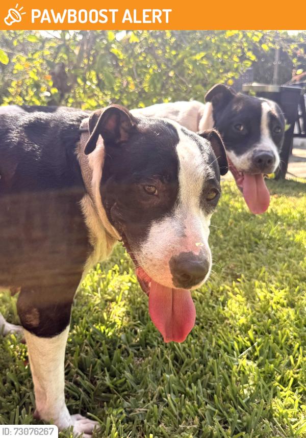 Found/Stray Female Dog last seen N Federal Highway and NE 2nd St, Hallandale Beach, FL 33009
