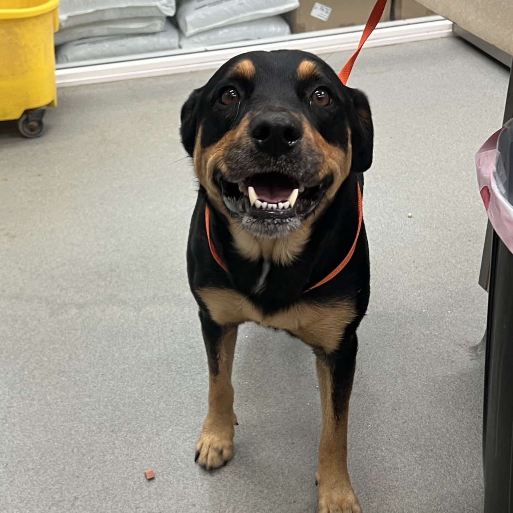 Shelter Stray Male Dog last seen , 6621 Westminster Ave, Garden Grove, CA 92844, USA