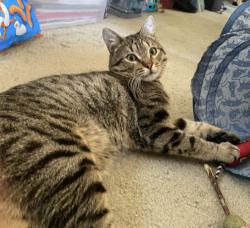 Lost Male Cat last seen Near Evening Canyon Way, Rancho Cucamonga, CA 91737