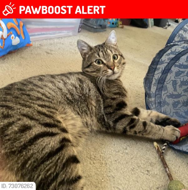 Lost Male Cat last seen Near Evening Canyon Way, Rancho Cucamonga, CA 91737
