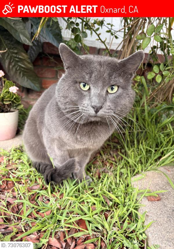 Lost Male Cat last seen Pleasant Valley, Oxnard, CA 93033