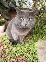 Lost Male Cat last seen Pleasant Valley, Oxnard, CA 93033