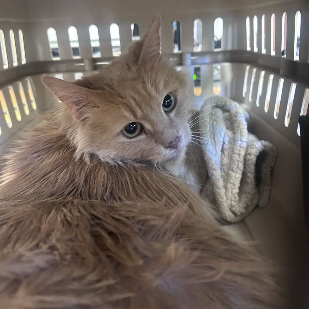 Shelter Stray Female Cat last seen , Animal Care & Control Team of Philly, 111 W Hunting Park Ave, Philadelphia, PA 19140, USA