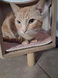 Found/Stray Male Cat last seen Family dollar, Hemet, CA 92544