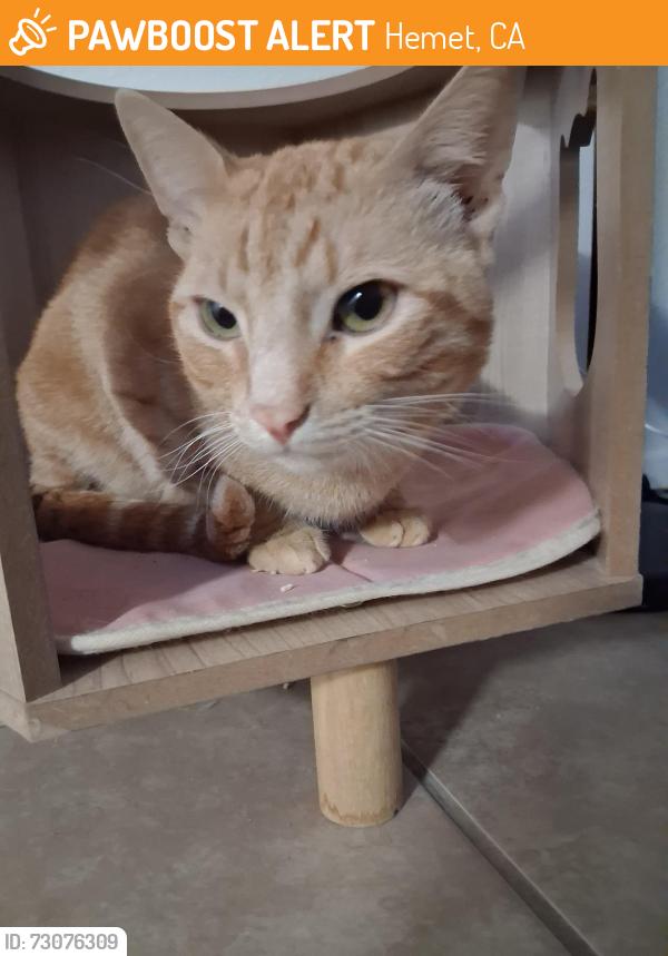 Found/Stray Male Cat last seen Family dollar, Hemet, CA 92544
